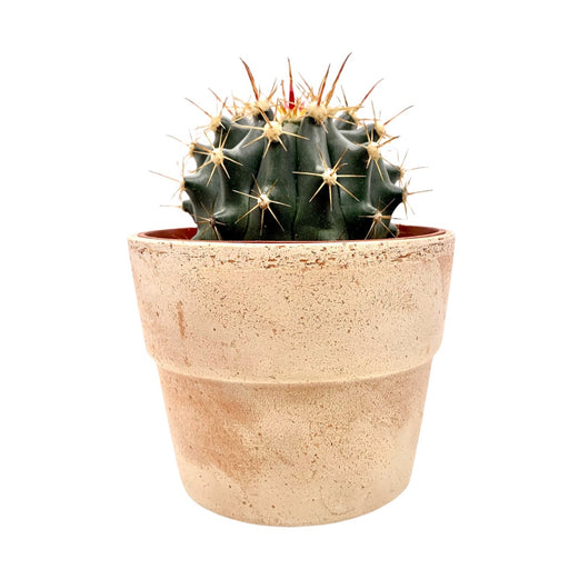 Ferocactus stainesii - Cactus en ligne