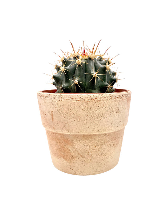 Ferocactus stainesii - Cactus en ligne