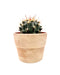 Ferocactus stainesii - Cactus en ligne