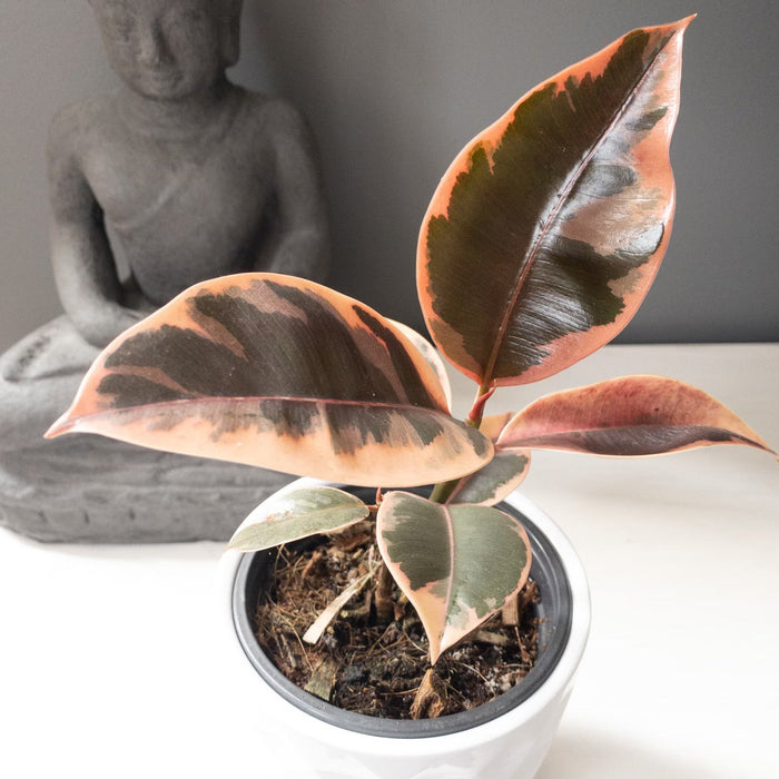 rubber tree belize vs ruby Ficus Elastica Ruby — Cactus en Ligne