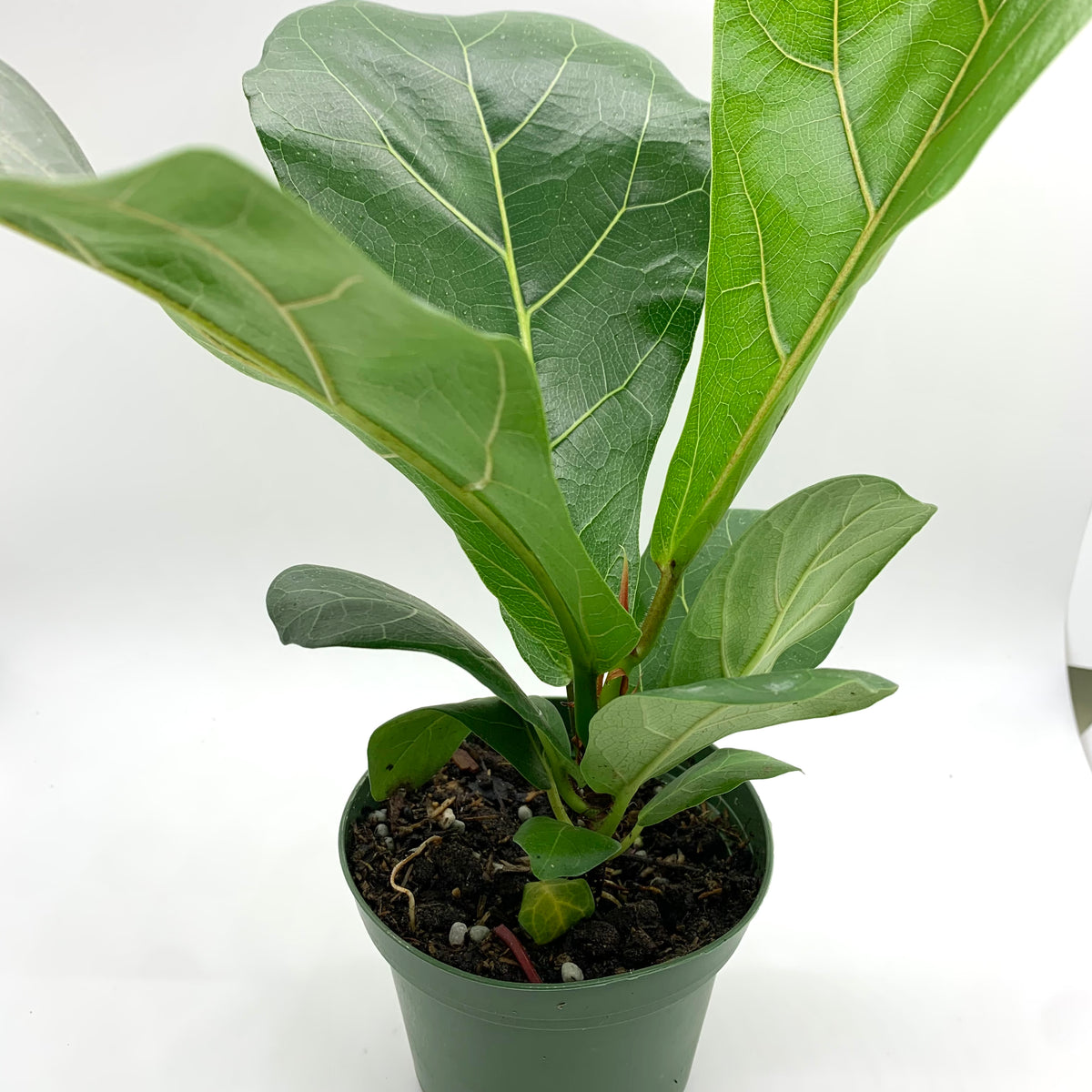 fiddle leaf fig canada Ficus Lyrata 'Fiddle-leaf Fig' 4" — Cactus en Ligne