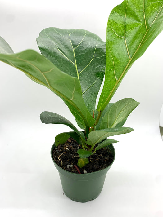 Ficus Lyrata 'Fiddle-leaf Fig' 4"