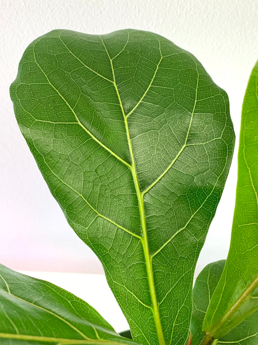 fiddle leaf fig canada Ficus Lyrata 'Fiddle-leaf Fig' 4" — Cactus en Ligne