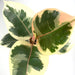 Ficus Elastica Tineke - Cactus en ligne