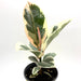 Ficus Elastica Tineke - Cactus en ligne
