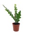 Disocactus anguliger - zig zag cactus 2.5" - Cactus en ligne