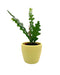 Disocactus anguliger - fishbone cactus 2.5" - Cactus en ligne