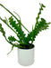 Disocactus anguliger - fishbone cactus - Cactus en ligne