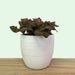 Fittonia Pink - Cactus en ligne