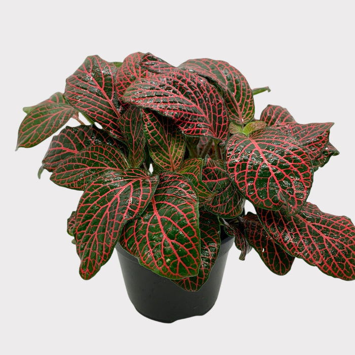 Fittonia Red 4"