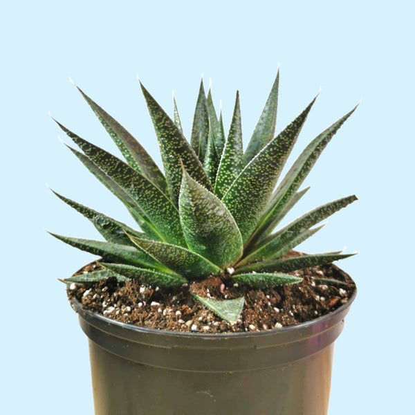 Gasteria Flow — Cactus en Ligne