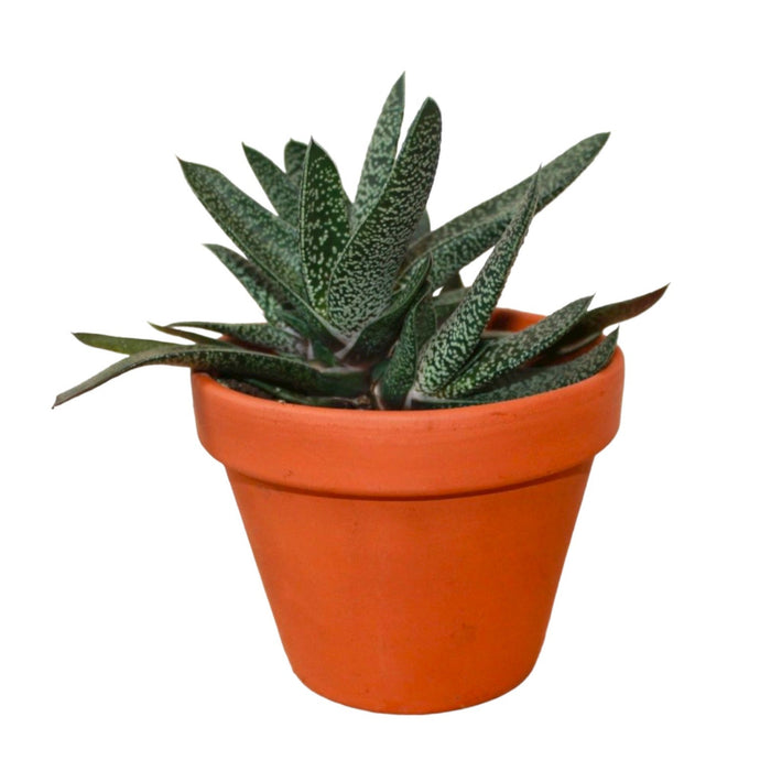 Gasteria Maculata - Cactus en ligne