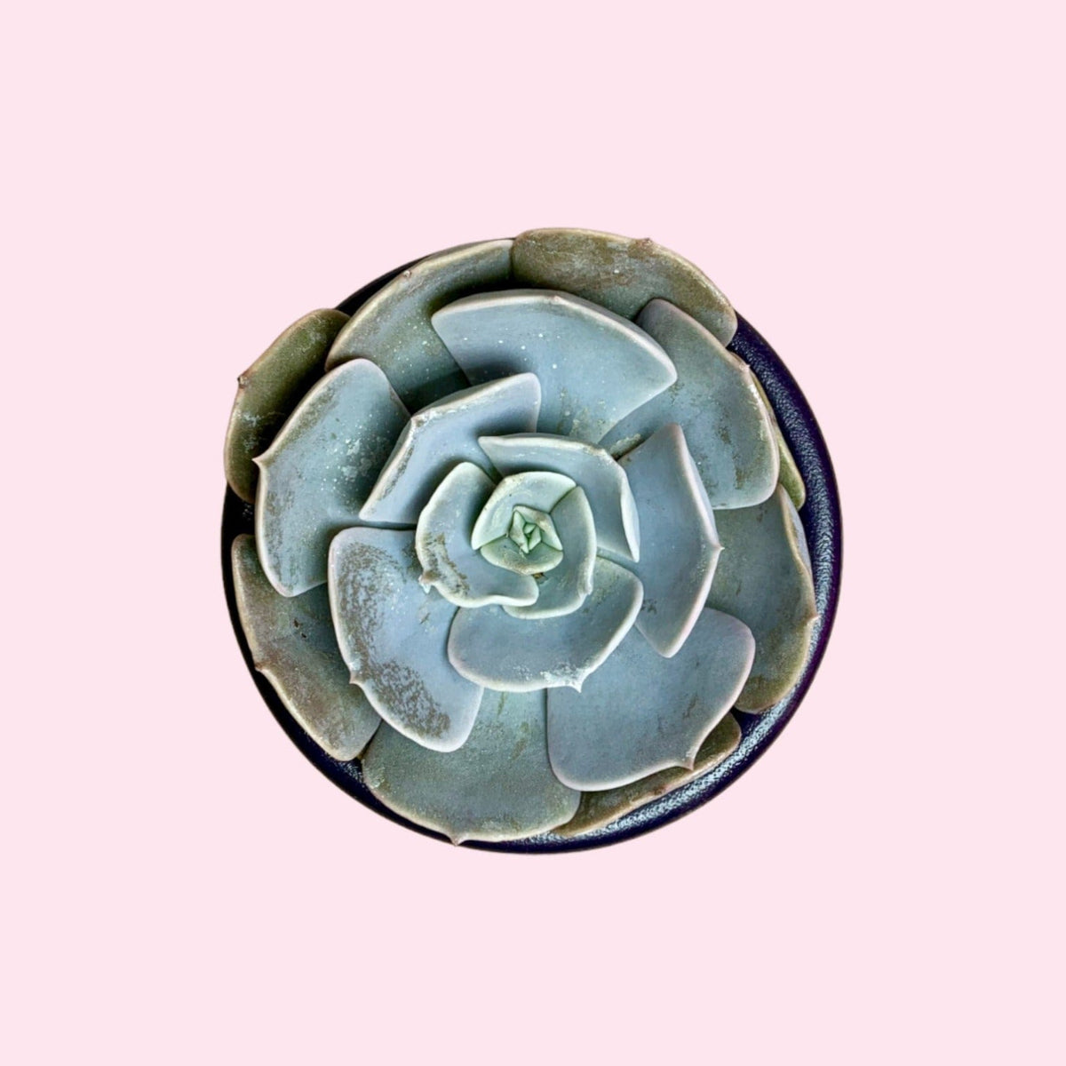 ghost echeveria succulent Echeveria Ghost — Cactus en Ligne