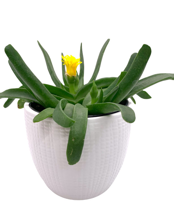 Cactus en ligne - Glottiphyllum Depressum