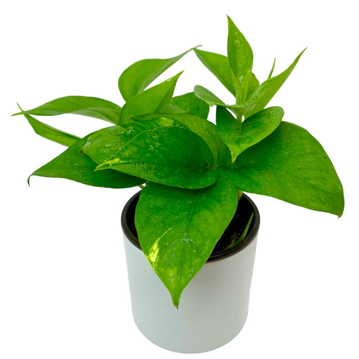 pothos plant near me Golden Pothos — Cactus en Ligne