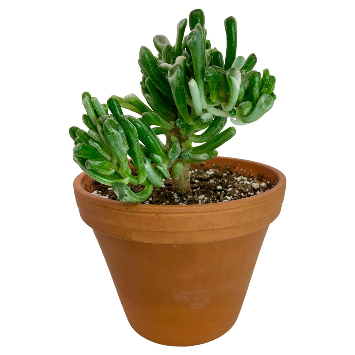 Crassula Ovata Gollum Variegata — Cactus en Ligne