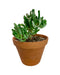 Crassula Ovata Gollum Variegata - Cactus en ligne