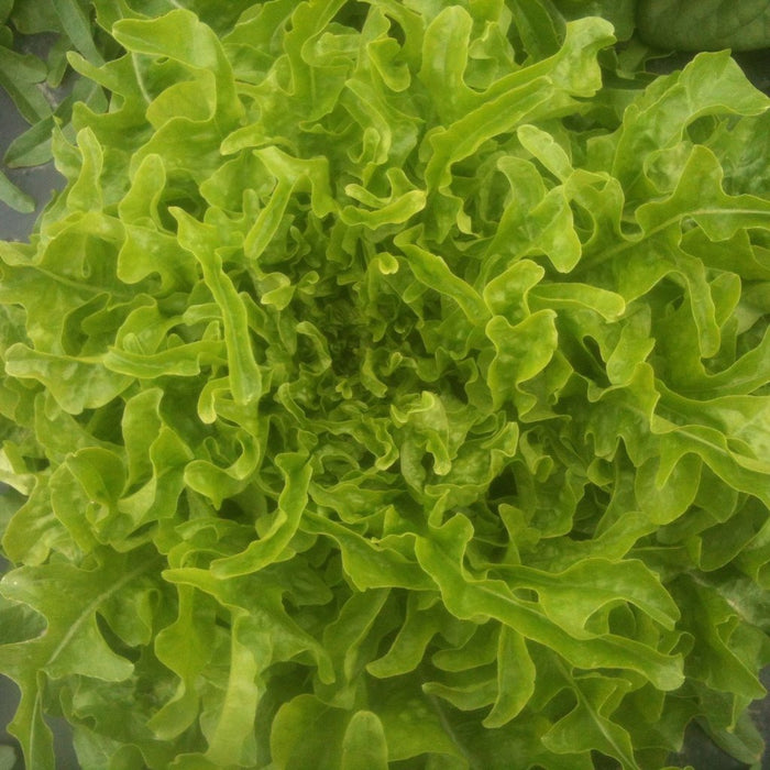Green Oakleaf Lettuce - Regal Oak