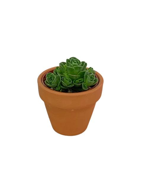 dodrantalis succulents Greenovia 'Jade Ball' Dodrantalis 2.5" — Cactus en Ligne
