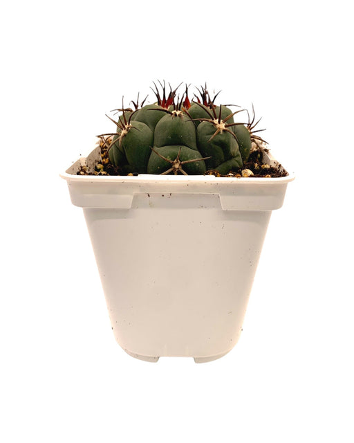 Gymnocalycium Saglionis - Cactus en ligne