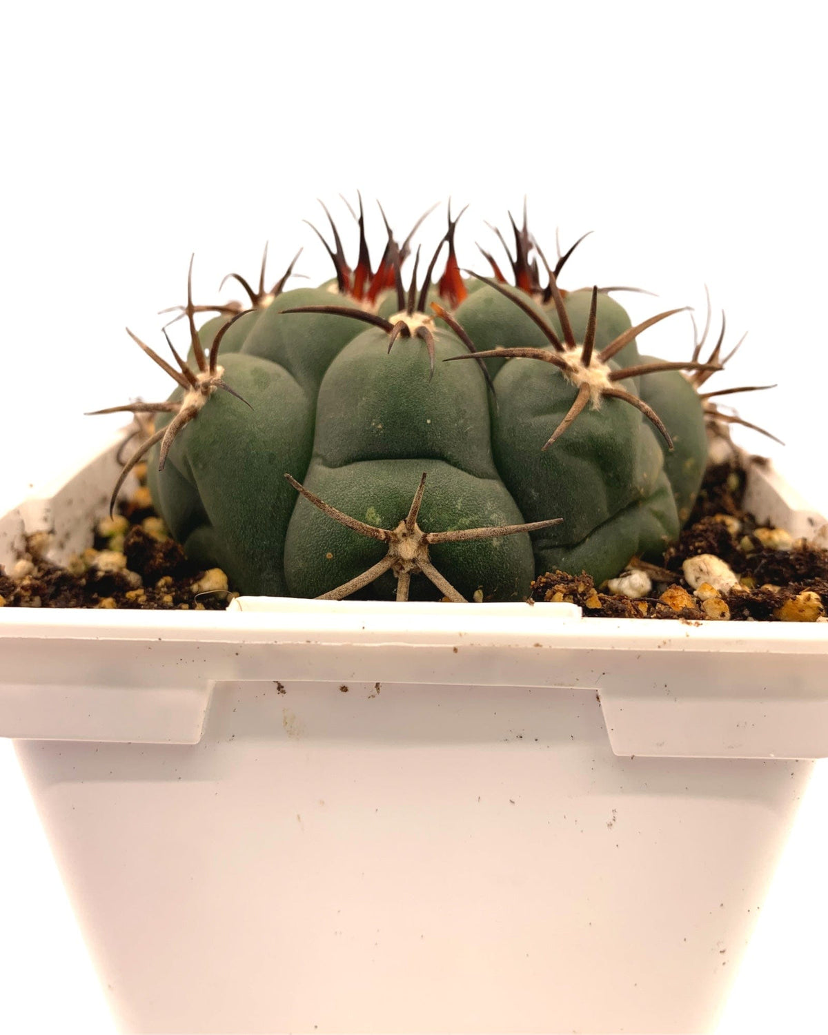 Gymnocalycium Saglionis 3.5