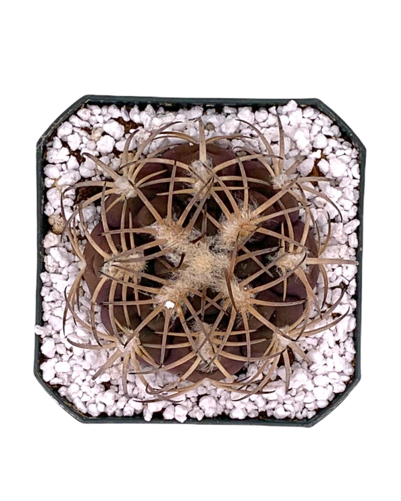 Gymnocalycium Spegazzinii v. Punillense 2.5