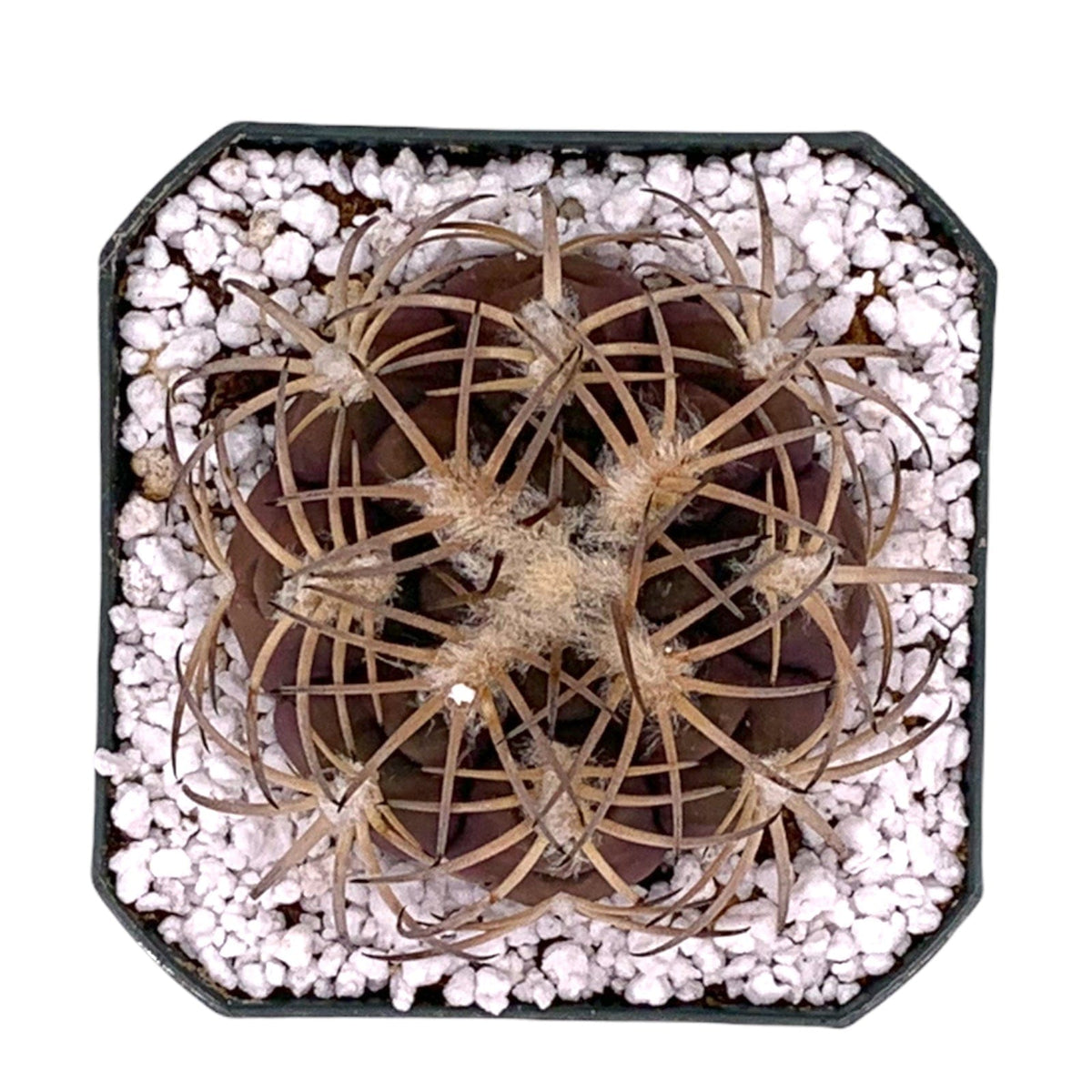 Gymnocalycium Spegazzinii v. Punillense 2.5