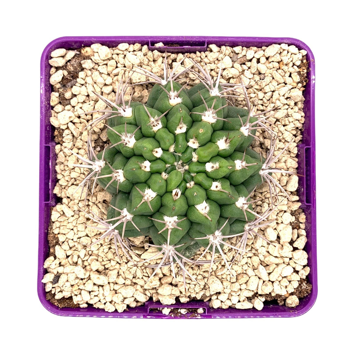 Gymnocalycium Gibbosum Ferox 5.5