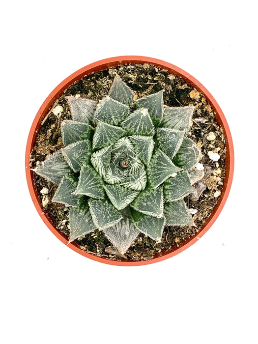hair succulent plant Haworthia cooperi var. venusta 'Hair's Ear'