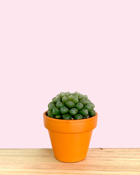 Haworthia Cooperi - Cactus en ligne