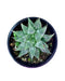 Haworthia Cymbiformis Grey Ghost - Cactus en ligne