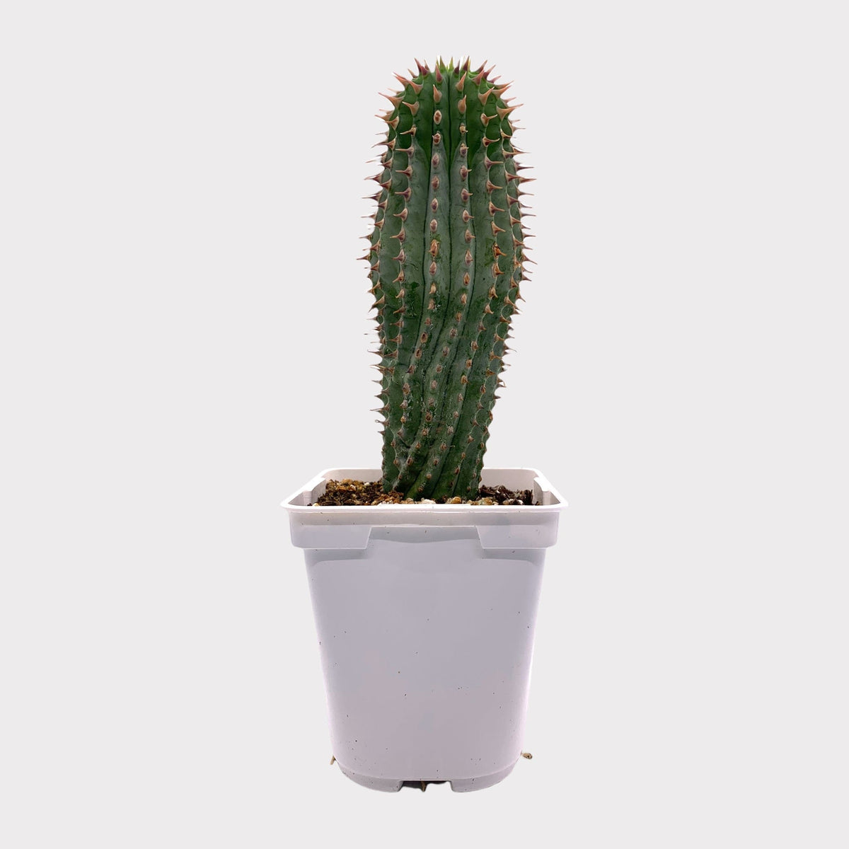 Hoodia Gordonii — Cactus en Ligne