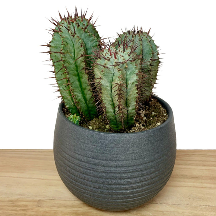 Euphorbia Horrida - Cactus en ligne