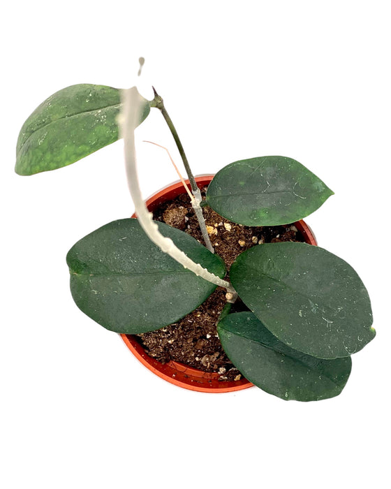 Hoya Australis Keysii 4"