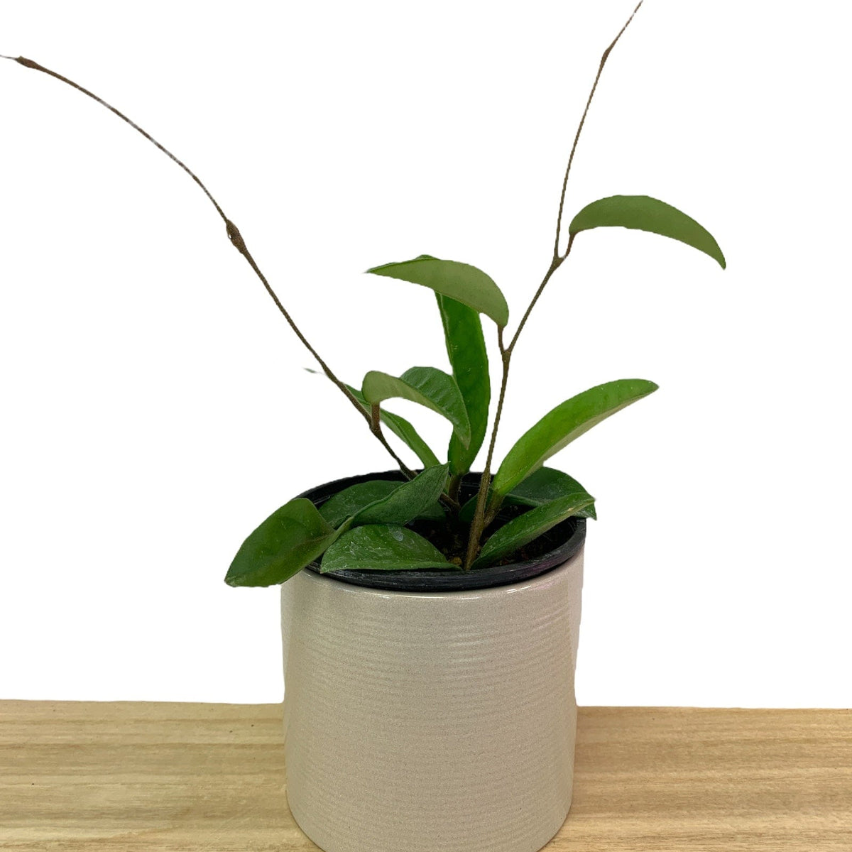 green jade wax plant - hoya Hoya Carnosa Jade — Cactus en Ligne