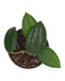 Hoya Ciliata - Cactus en ligne