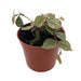 Hoya Curtisii 2.5" - Cactus en ligne
