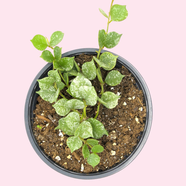 cactus-en-ligne-hoya-curtisii-