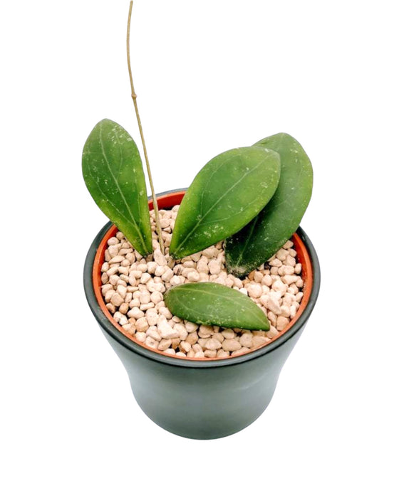 Hoya Erythrostemma - Cactus en ligne