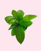 Hoya Globulosa Pink - Cactus en ligne