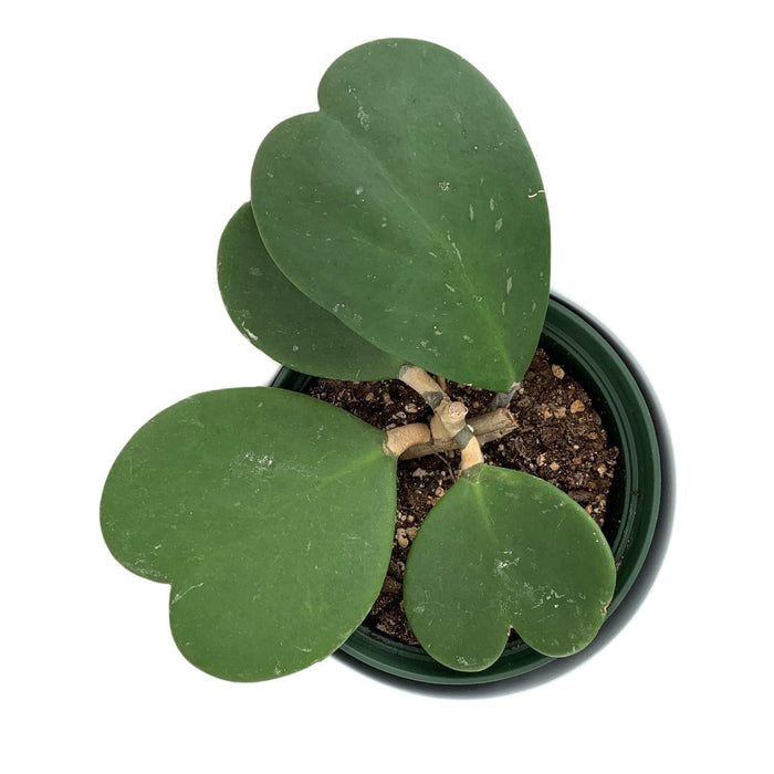 Hoya Kerrii 6" - Cactus en ligne