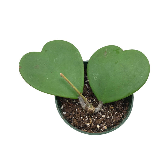 Hoya Kerrii - Cactus en ligne