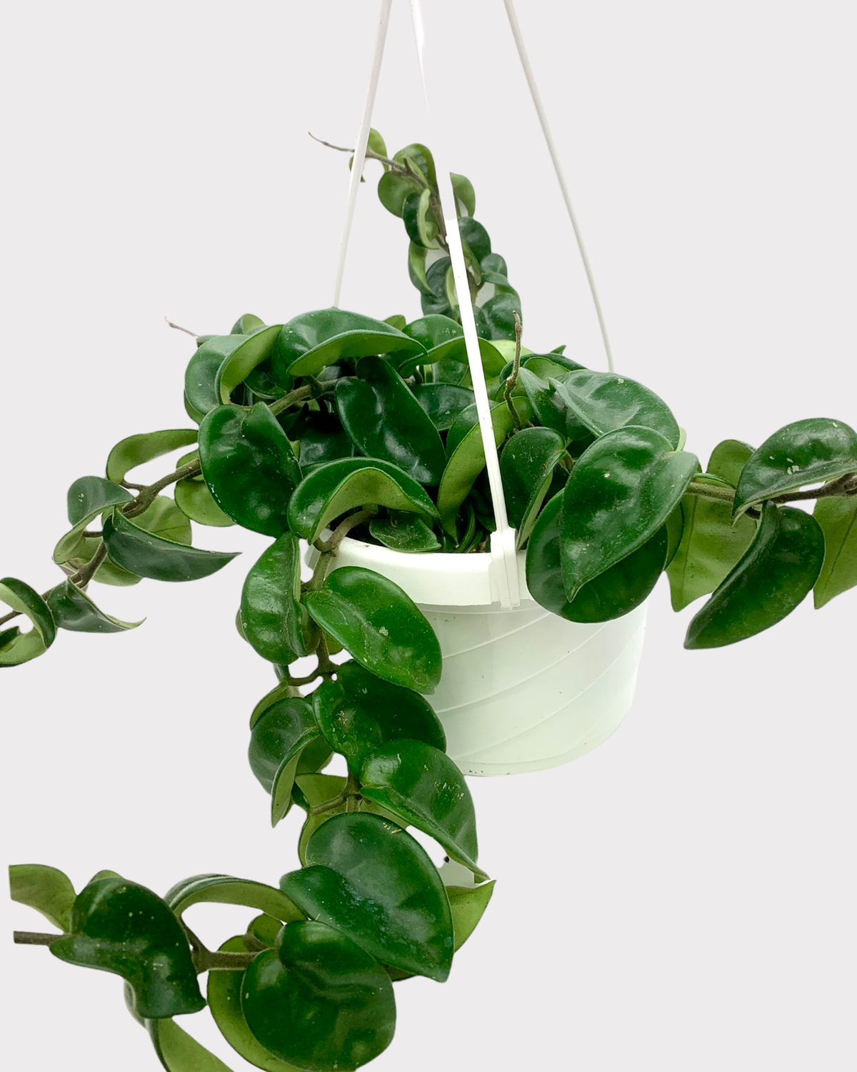 Hoya Carnosa Krinkle 6'' — Cactus en Ligne