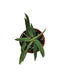 Hoya Longifolia - Cactus en ligne
