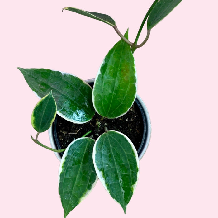 Hoya Macrophylla