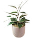 Hoya Macrophylla White Margins 6" - Cactus en ligne