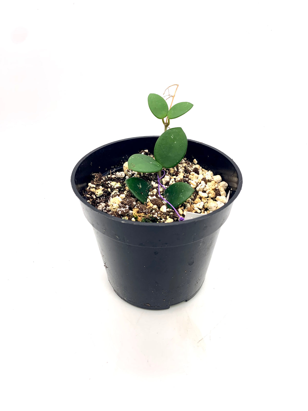 hoya cactus soil Hoya Mathilde 4" — Cactus en Ligne