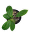 Hoya Mindoresis 'Red star' - Cactus en ligne