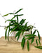 Hoya Minibelle 6" - Cactus en ligne