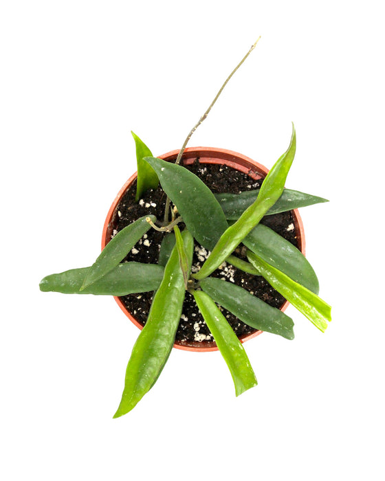 Hoya minibelle - Cactus en ligne